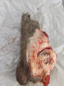 Фото Половой орган самца европейского оленя