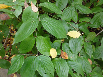 Фото Лист кизила сушеный