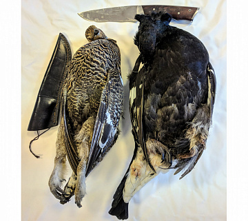 Фото Тетерев в пере