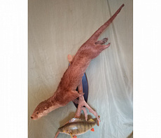 Чучело выдры с окунем