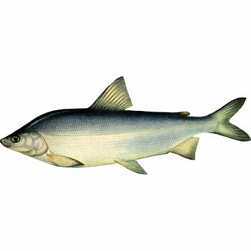 Фото Муксун свежемороженый (0,7-1 кг)