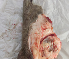 Половой орган самца европейского оленя