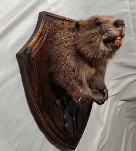 Превью Бобр с лапами на медальоне