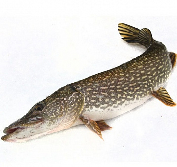 Фото Щука свежемороженная непотрошеная 4-7кг