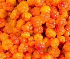 Морошка в собственном соку (замороженная) ведро(6-10кг) 