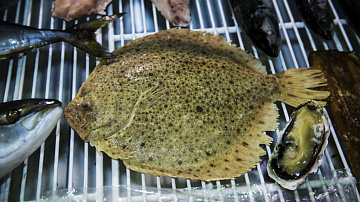 Фото Камбала Калкан свежемороженая 5+ кг