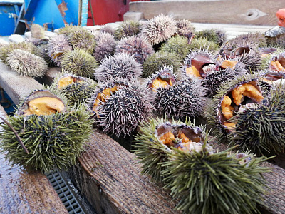 Превью Икра морского ежа Uni Премиум (Акустическая заморозка)100гр